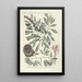 Piscium serpentum insectorum aliorumque nonnullorum animalum nec non plantarum quarundam imagines Pl033 - Mark Catesby — framed artwork on a wall