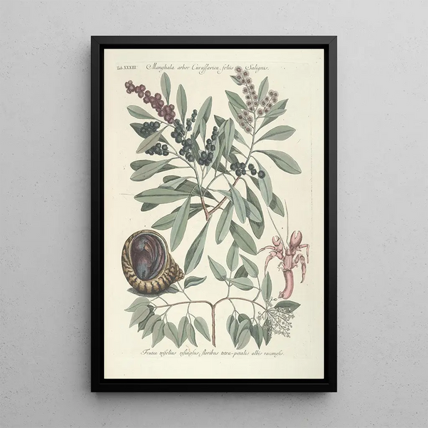 Piscium serpentum insectorum aliorumque nonnullorum animalum nec non plantarum quarundam imagines Pl033 - Mark Catesby — framed artwork on a wall