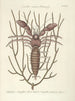 Fish, snakes, insects, and some other animals, as well as some plant photos Pl034 - Mark Catesby — artwork view
