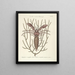 Fish, snakes, insects, and some other animals, as well as some plant photos Pl034 - Mark Catesby — framed artwork on a wall
