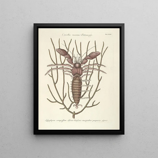 Mark Catesby - Piscium serpentum insectorum aliorumque nonnullorum animalum nec non plantarum quarundam imagines Pl034.webp