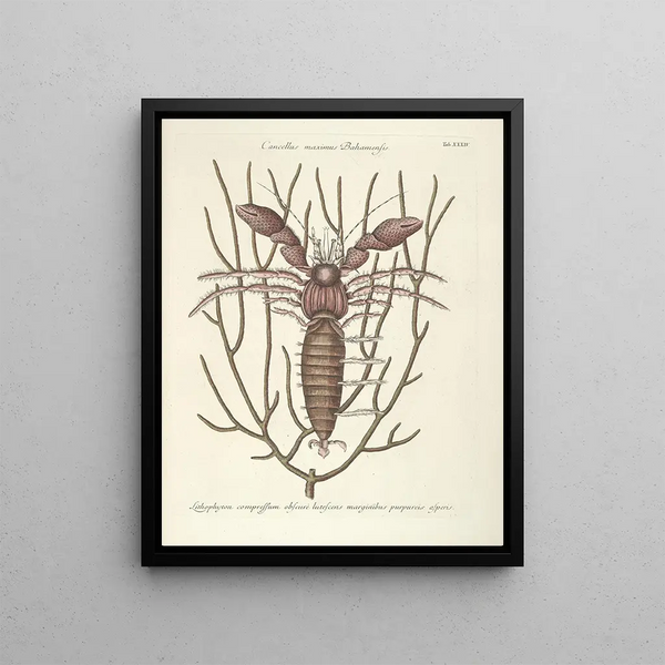Fish, snakes, insects, and some other animals, as well as some plant photos Pl034 - Mark Catesby — framed artwork on a wall