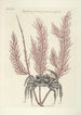 Piscium serpentum insectorum aliorumque nonnullorum animalum nec non plantarum quarundam imagines Pl035 - Mark Catesby — artwork view