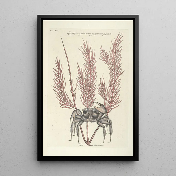 Piscium serpentum insectorum aliorumque nonnullorum animalum nec non plantarum quarundam imagines Pl035 - Mark Catesby — framed artwork on a wall