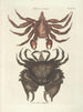 Fish, snakes, insects and some other animals, as well as some plant photos Pl036 - Mark Catesby — artwork view