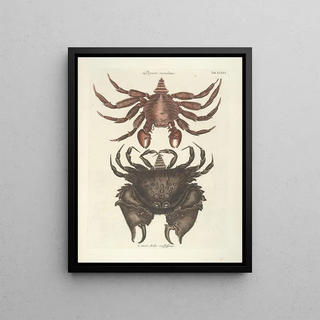 Mark Catesby - Piscium serpentum insectorum aliorumque nonnullorum animalum nec non plantarum quarundam imagines Pl036.webp