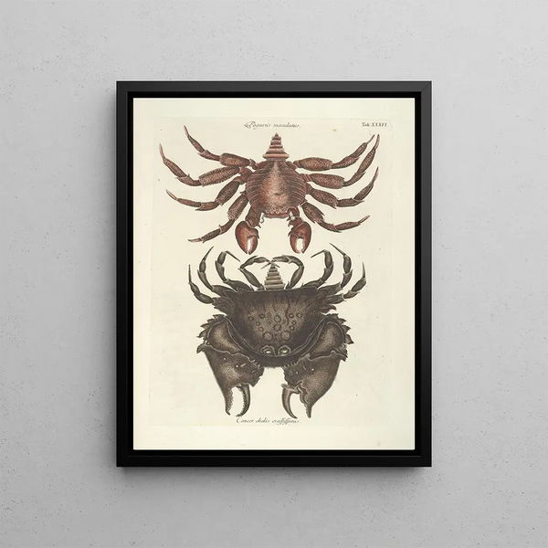Fish, snakes, insects and some other animals, as well as some plant photos Pl036 - Mark Catesby — framed artwork on a wall