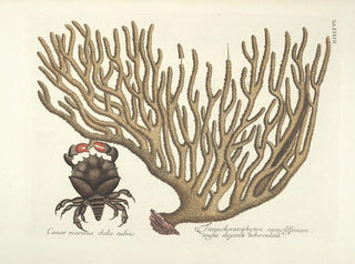 Images of fish, snakes, insects, and other animals as well as some plants Pl037 - Mark Catesby — artwork view