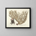 Images of fish, snakes, insects, and other animals as well as some plants Pl037 - Mark Catesby — framed artwork on a wall