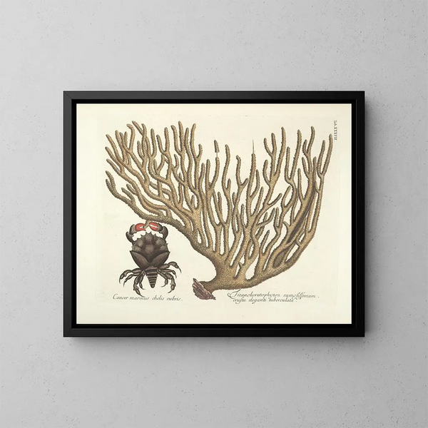 Images of fish, snakes, insects, and other animals as well as some plants Pl037 - Mark Catesby — framed artwork on a wall