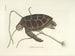Fish, snake, insect, and other animal images as well as some plant images - Mark Catesby — artwork view