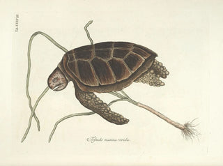 Fish, snake, insect, and other animal images as well as some plant images - Mark Catesby — artwork view