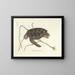 Fish, snake, insect, and other animal images as well as some plant images - Mark Catesby — framed artwork on a wall