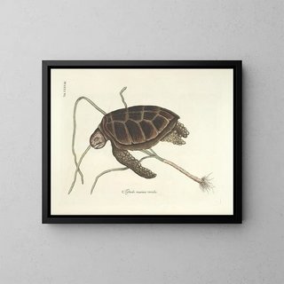 Fish, snake, insect, and other animal images as well as some plant images - Mark Catesby — framed artwork on a wall