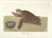 Fish, snakes, insects, and other animals as well as some plants - Mark Catesby — artwork view