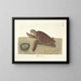 Fish, snakes, insects, and other animals as well as some plants - Mark Catesby — framed artwork on a wall