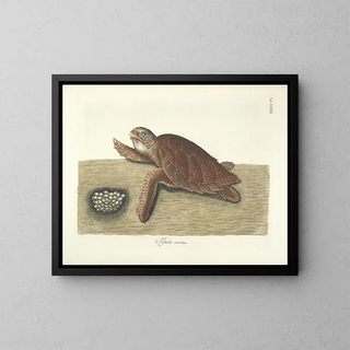 Fish, snakes, insects, and other animals as well as some plants - Mark Catesby — framed artwork on a wall