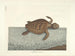 Fish, snake, insect, and other animal images as well as some plant images - Mark Catesby — artwork view
