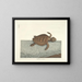 Fish, snake, insect, and other animal images as well as some plant images - Mark Catesby — framed artwork on a wall