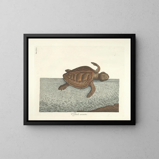 Fish, snake, insect, and other animal images as well as some plant images - Mark Catesby — framed artwork on a wall