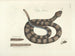Fish, snakes, insects, and other animals as well as some plants Pl041 - Mark Catesby — artwork view