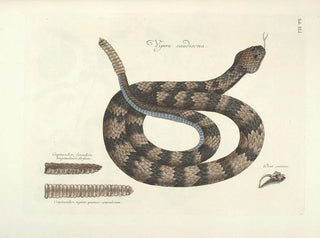 Fish, snakes, insects, and other animals as well as some plants Pl041 - Mark Catesby — artwork view