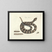 Fish, snakes, insects, and other animals as well as some plants Pl041 - Mark Catesby — framed artwork on a wall
