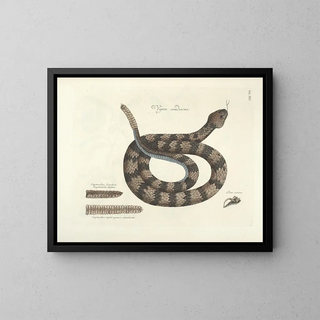Fish, snakes, insects, and other animals as well as some plants Pl041 - Mark Catesby — framed artwork on a wall