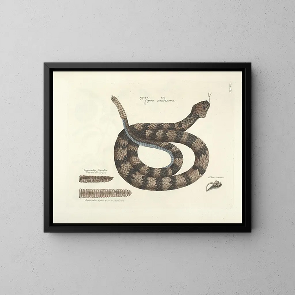 Fish, snakes, insects, and other animals as well as some plants Pl041 - Mark Catesby — framed artwork on a wall