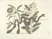 Images of fish, snakes, insects, and other animals as well as some plants Pl042 - Mark Catesby — artwork view