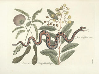 Images of fish, snakes, insects, and other animals as well as some plants Pl042 - Mark Catesby — artwork view