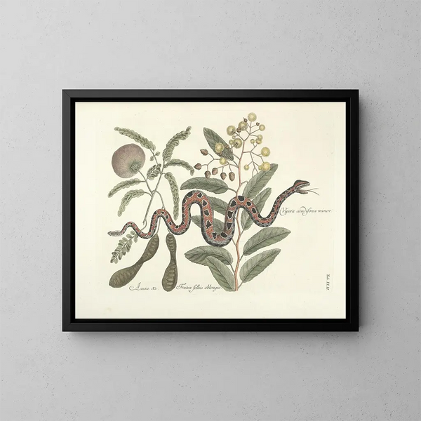 Images of fish, snakes, insects, and other animals as well as some plants Pl042 - Mark Catesby — framed artwork on a wall