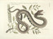 Images of fish, snakes, insects, and other animals as well as some plants Pl043 - Mark Catesby — artwork view