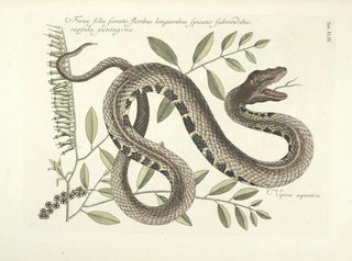 Images of fish, snakes, insects, and other animals as well as some plants Pl043 - Mark Catesby — artwork view