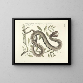 Images of fish, snakes, insects, and other animals as well as some plants Pl043 - Mark Catesby — framed artwork on a wall