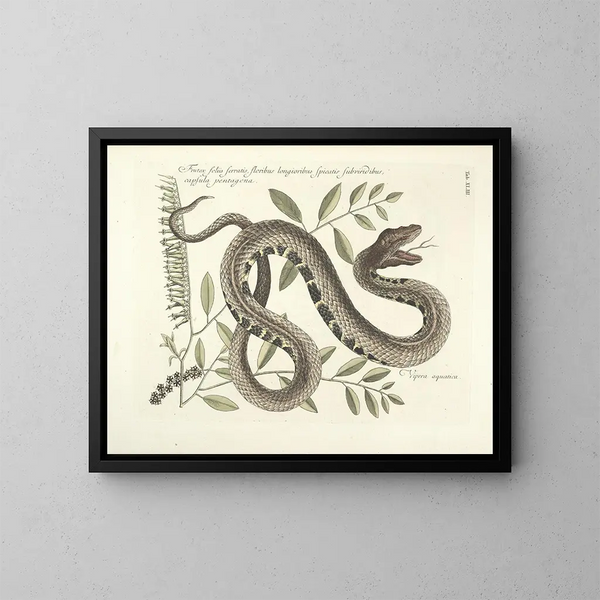 Images of fish, snakes, insects, and other animals as well as some plants Pl043 - Mark Catesby — framed artwork on a wall