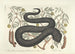 Images of fish, snakes, insects, and other animals as well as some plants Pl044 - Mark Catesby — artwork view