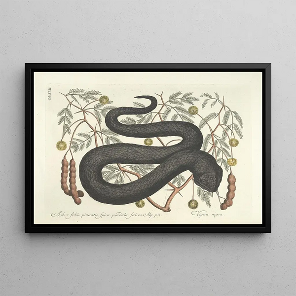 Images of fish, snakes, insects, and other animals as well as some plants Pl044 - Mark Catesby — framed artwork on a wall