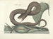 Fish, snake, insect, and other animal images as well as some plant images Pl045 - Mark Catesby — artwork view
