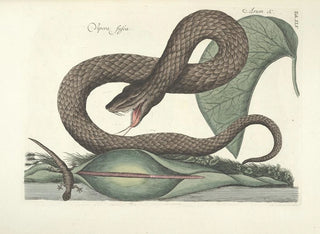 Fish, snake, insect, and other animal images as well as some plant images Pl045 - Mark Catesby — artwork view