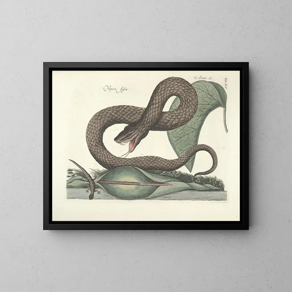 Fish, snake, insect, and other animal images as well as some plant images Pl045 - Mark Catesby — framed artwork on a wall