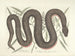 Images of fish, snakes, insects, and other animals as well as some plants Pl046 - Mark Catesby — artwork view