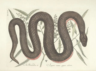 Images of fish, snakes, insects, and other animals as well as some plants Pl046 - Mark Catesby — artwork view