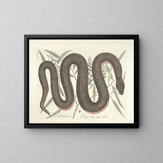Images of fish, snakes, insects, and other animals as well as some plants Pl046 - Mark Catesby — framed artwork on a wall