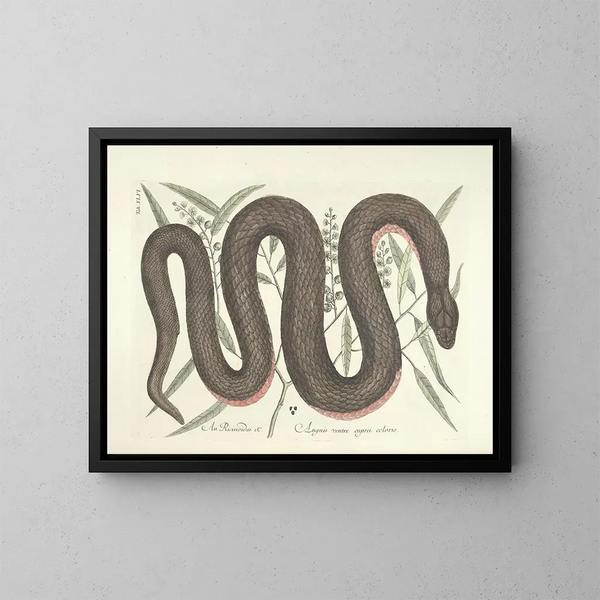 Images of fish, snakes, insects, and other animals as well as some plants Pl046 - Mark Catesby — framed artwork on a wall