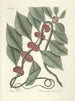 Fish, snakes, insects and some other animals, as well as some plant photos Pl047 - Mark Catesby — artwork view