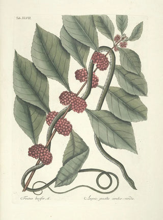 Mark Catesby - Piscium serpentum insectorum aliorumque nonnullorum animalum nec non plantarum quarundam imagines Pl047.webp