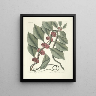 Mark Catesby - Piscium serpentum insectorum aliorumque nonnullorum animalum nec non plantarum quarundam imagines Pl047.webp