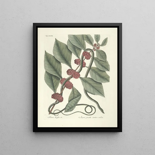 Fish, snakes, insects and some other animals, as well as some plant photos Pl047 - Mark Catesby — framed artwork on a wall