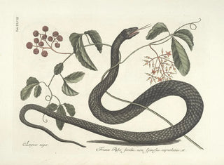 Images of fish, snakes, insects, and other animals as well as some plants Pl048 - Mark Catesby — artwork view